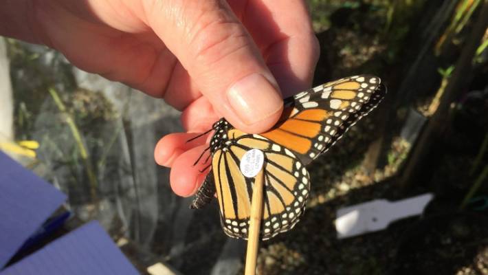 tagging a monarch butterfly