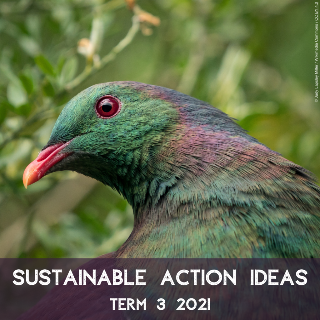 Sustainable Action Ideas Term 3 2021