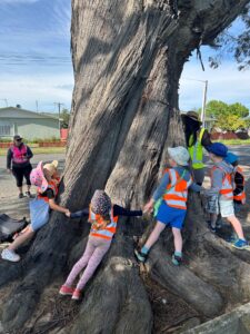 Seymour tree measurement