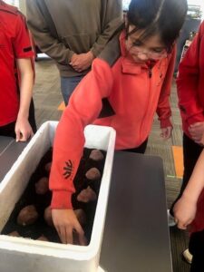 Making sure the kūmara planted the right way at Redwoodtown School.