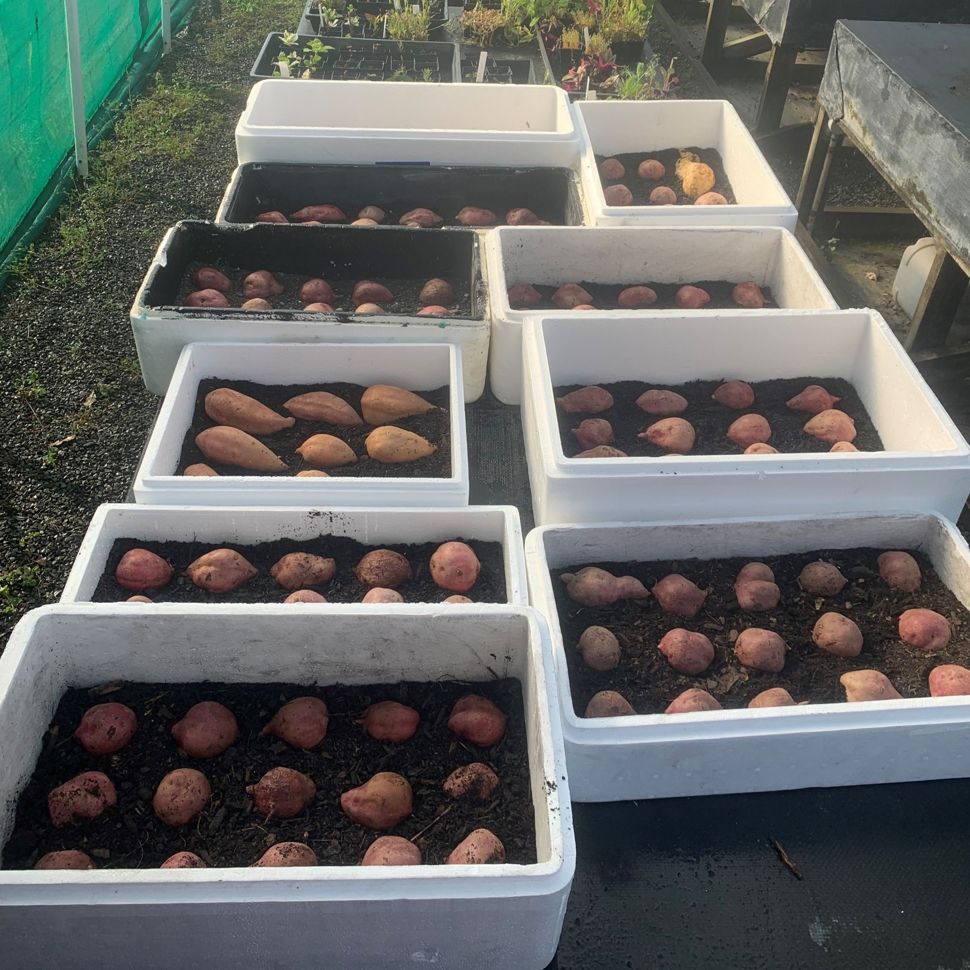 tepapa kumara at NMIT enjoying the warmth of their propagation house