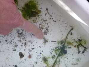 a large Mayfly nymph was discovered in the stream that runs through McKendry Park