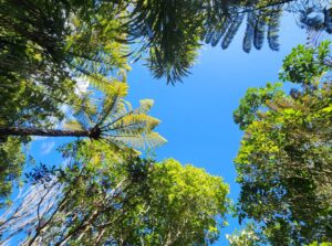 Wild Waikawa - tree tops