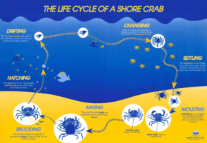 A great poster to understand the lifecycle of a shore crab.