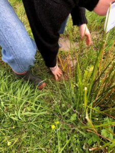 Carex virgata, Swamp Sedge, loves these wet places.