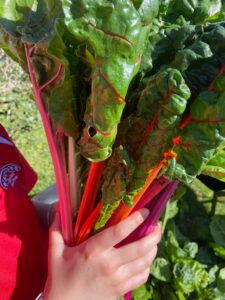 Rainbow silver beet harvested from Kids Edible Gardens.