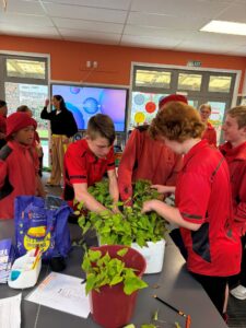 Rangatahi gently removing tipu from kumara