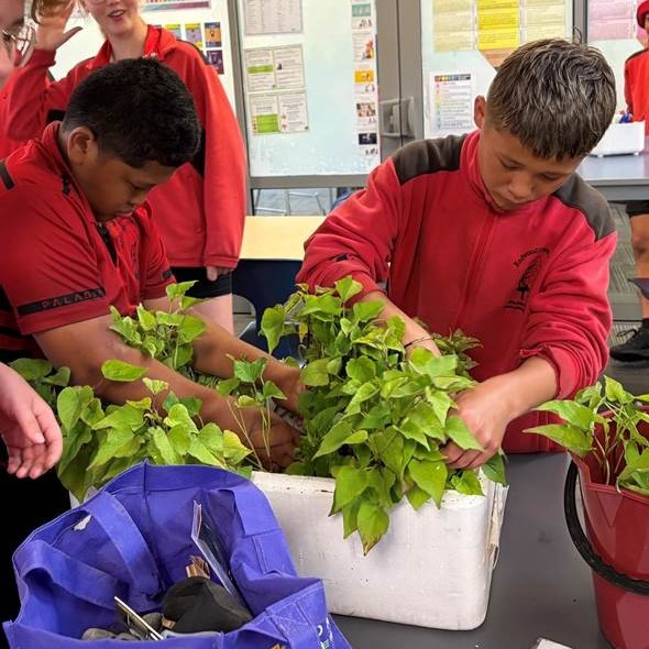 So many strong healthy kūmara tipu