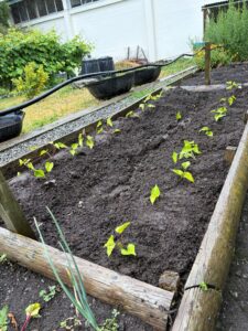 Tipu planted into prepared beds in their Kids Edible Gardens.