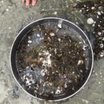 rimurimu and tuangi in the sieve