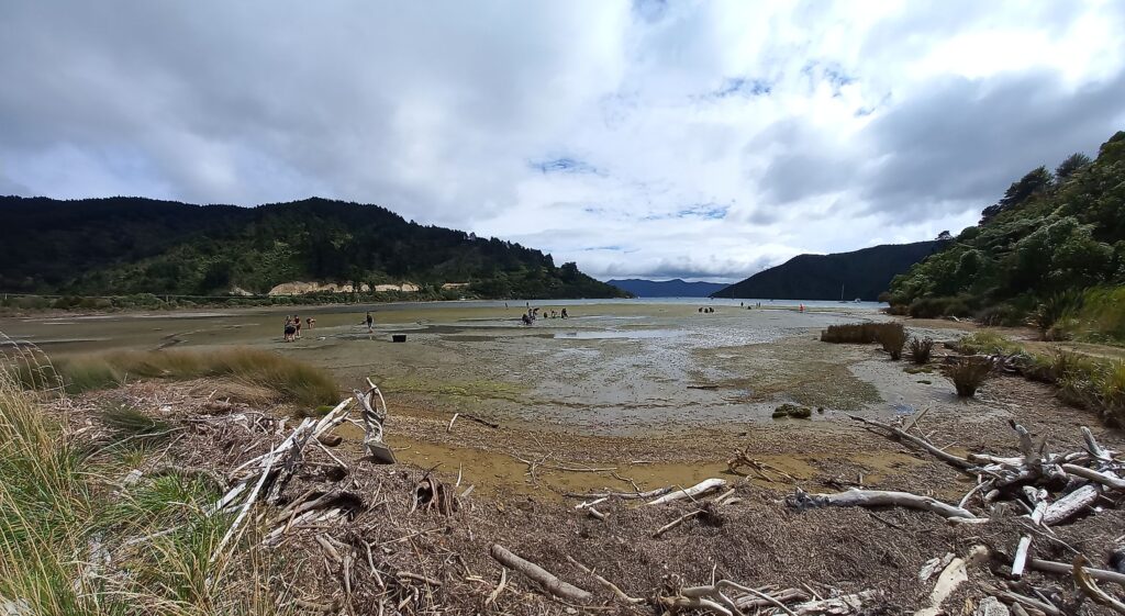 Whatamango - the beautiful rimurimu meadow of Whatamango Bay