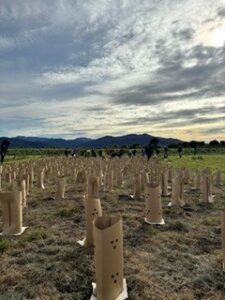 600 hundred trees planted