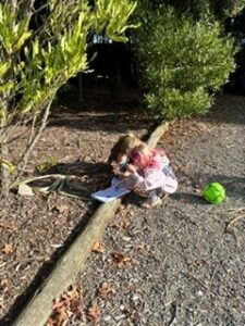 Children using an book to identify their tree