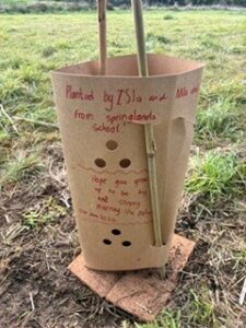 Springlands School write a message to their Matai tree