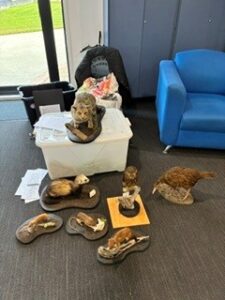 Taxidermy wild life kindly lent to us by Picton Dawn Chorus