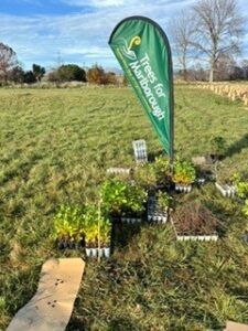 trees ready for planting