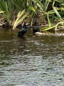 A tasty trout for two shags on the side of the awa.