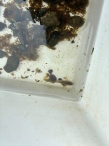 One of the small fish found in the awa.