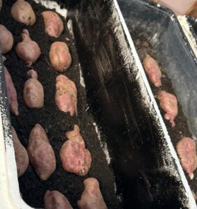 Tapapa ready to go