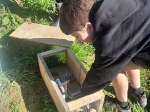 Placing an egg in as bait for a powerful stoat trap